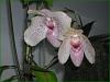 Orchids that do well in terrariums.-paphiopedilum-vanda-pealrman-jpg