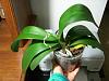 Not sure if I should repot my orchid ? HELP-pinky_enentiermar2010b-jpg