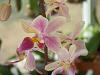 ORCHIDS at Greenfest 2010 in Tampa this weekend!-100_2554-800x600-jpg