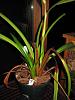 Phrag leaf tips turning brown-browning-phrag-email_0199-jpg