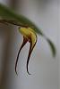 Maxillaria lepidota-img_6105-jpg