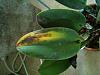 Yellow and Brown Area on Cattleya Leaves-img_1096-1-jpg
