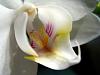 Aphrodite or Amabilis? You decide.-orchids-spring-2010-checkup-021-jpg