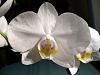 Aphrodite or Amabilis? You decide.-orchids-spring-2010-checkup-030-jpg