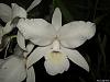 Guarianthe skinneri var. alba oculata-100404-079-jpg