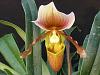 Paph. Cloud's Dancing Lion-2010_04160113-1024x768-jpg