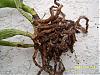 Shriveled Leathery leaves on cattleyas-sick-orchids-2-1-root-jpg