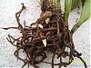 Shriveled Leathery leaves on cattleyas-sick-orchids-3-2-root-jpg