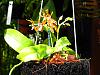 Wonderful day at the St Germain Orchid Show-img_4150-jpg