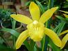 unknown cymbidium-002-modified-jpg