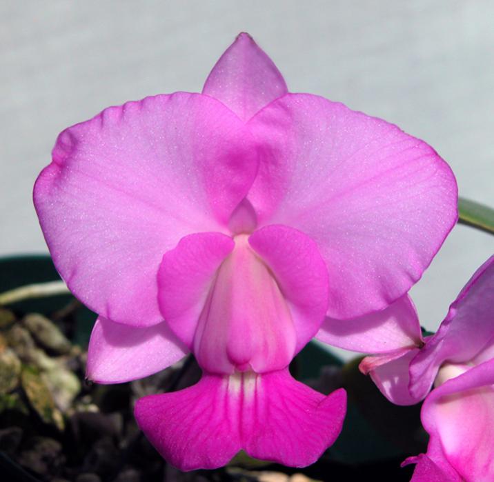 C walkeriana 'Sakura Snowball' x flamea 'Divina'-saksnoxdiv-ob-jpg