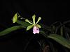 Epidendrum floribundum x Encyclia cordigera-flower042010-jpg