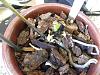 Phalaenopsis has small keikis but the host plant is dying.-dscn2935-jpg