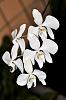 Phal. amabilis-dsc_5837-jpg