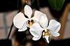 Phal. amabilis-dsc_5833-jpg