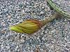 Epiphyllum time again-selenicereus-iii-jpg