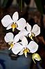 Phal. amabilis-dsc_5849-jpg