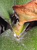 Black hole on Phal crown.-dots-065-jpg