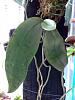 phalenopsis gigantea...did i plant it the right way?-gig-jpg