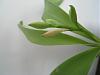 Prosthechea radiata bloom may be dying...help!-img_1391-jpg