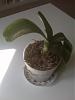 help with my phalaenopsis-img00854-jpg