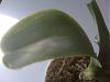 help with my phalaenopsis-img00858-jpg
