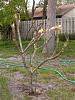 Plumeria with no roots, just planted, and blooming-dscn3242-medium-jpg