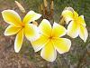 Plumeria with no roots, just planted, and blooming-dscn3243-medium-jpg