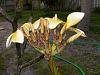Plumeria with no roots, just planted, and blooming-dscn3244-medium-jpg