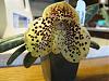 Paph mexipedium and bellatulum in bloom-paph-bellatulum-5-15-10-jpg