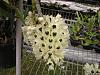Dendrobium smillieae-100509-038-jpg