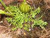 What is this mossy growth called.-dscn3361-medium-jpg