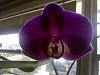 Does any body know what type of Phal this is.-purple-orchid-jpg