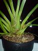 Cymbidium question-dsc05860-copy-jpg