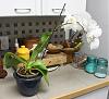 Repotting rootbound Phalaenopsis-phal-repot-3v1-jpg