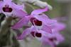 Dendrobium parishii-img_6874-jpg