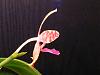 Phal. mariae-2010_05280018-jpgsm-jpg