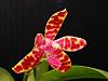 Phal. mariae-2010_05280021-jpgsm-jpg