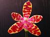 Phal. mariae-2010_05280033-jpgsm-jpg