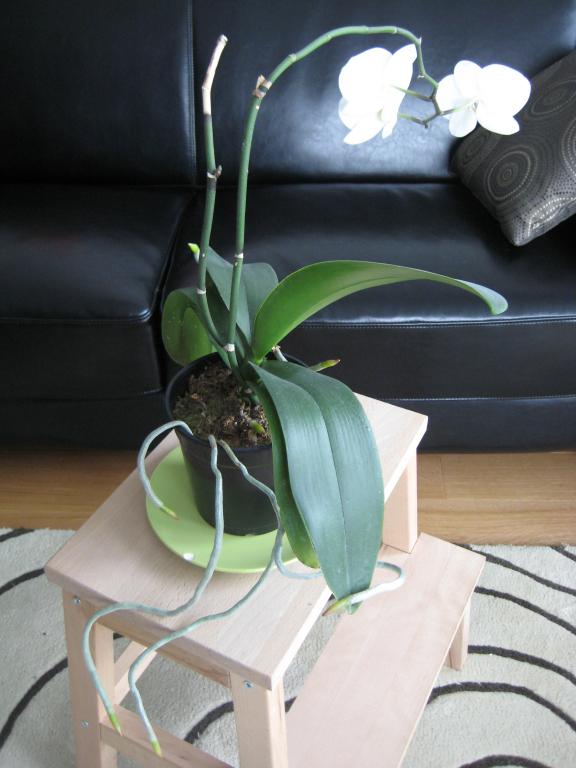 aerial roots orchid