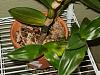 Den. leaves have watermarks. Disease or sun damge?-den5-jpg