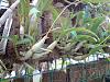 Dendrobium NOID rescue - advice?-den_phal_type-fancy-560-2-jpg