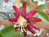 Passiflora incarnata-passiflora-lady-margaret-001-medium-jpg