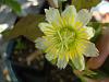 Passiflora incarnata-passiflora-biflora-001-medium-jpg