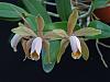 Cattleya forbesii-storczyk-037-jpg