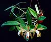 Cattleya forbesii-storczyk-058-jpg