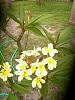 Plumeria with no roots, just planted, and blooming-dscn4093-medium-jpg