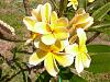 Plumeria with no roots, just planted, and blooming-dscn4186-medium-jpg