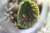Lepanthes calodictyon blooming in glass bubble-orchids-2010-2-9-jpg