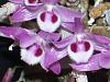 Dendrobium Parishii in bloom-dscn5043-jpg